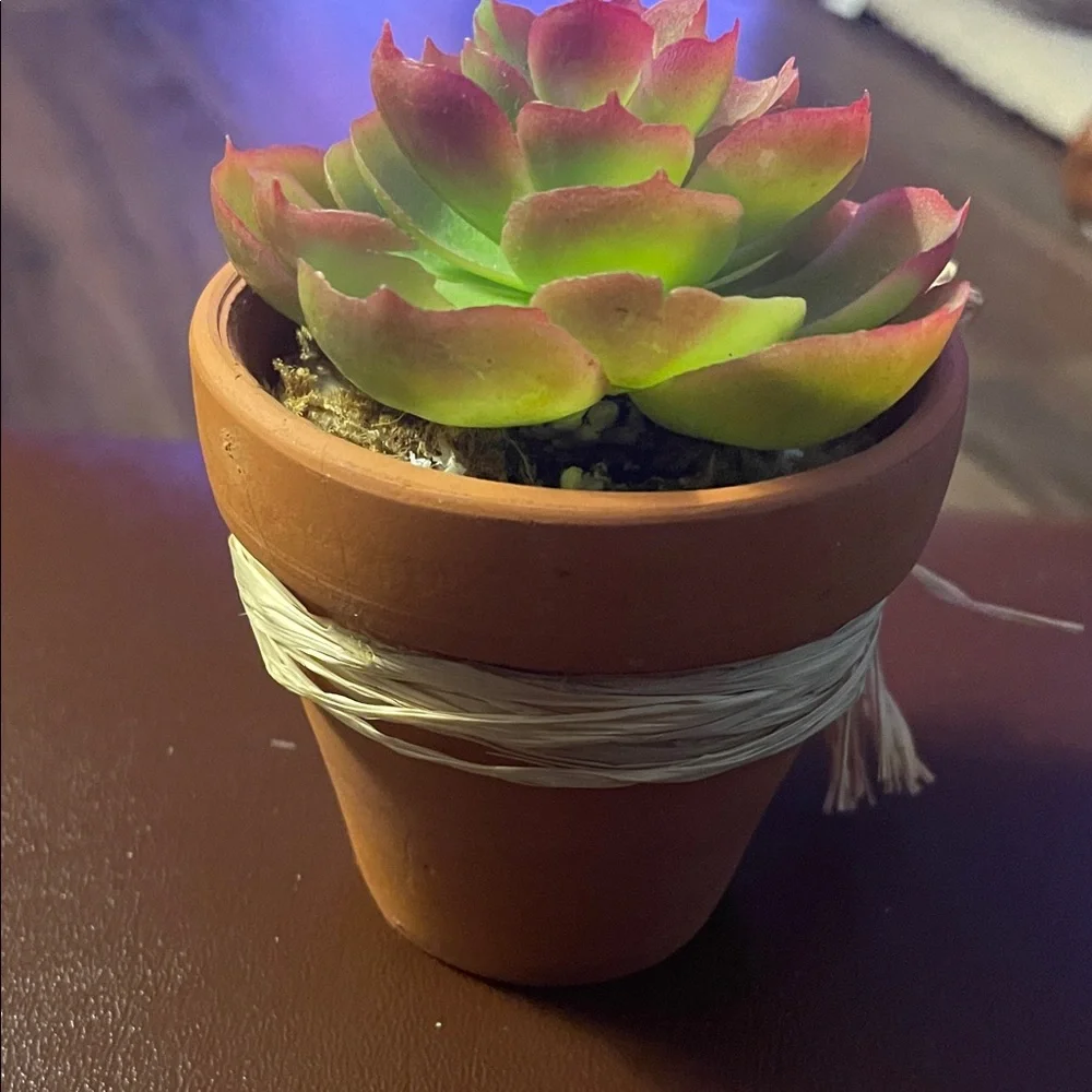 Green and Pink Succulent in Terracotta Pot